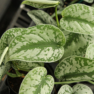 Exotica Silver Satin Pothos - Scindapsus pictus 'Exotica' - 4" Pot