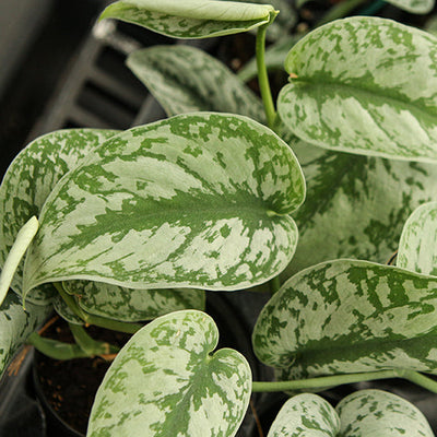 Exotica Silver Satin Pothos - Scindapsus pictus 'Exotica' - 4" Pot