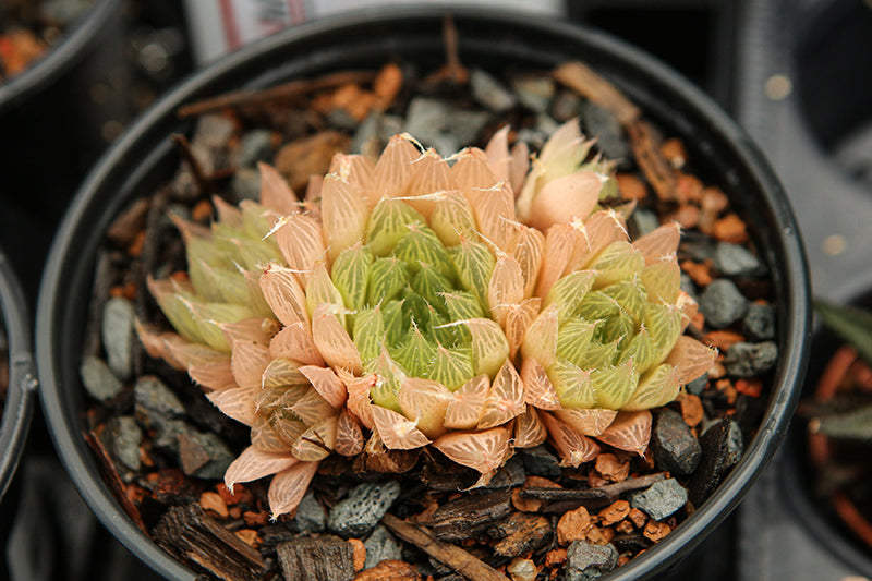 Haworthia cooperi - 2.5" Succulent