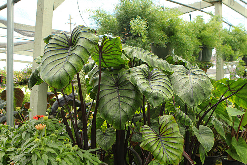 Colocasia Pharaoh's Mask - 8" Planter