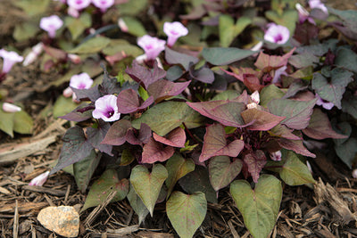 Ipomoea FloraMia Cameo - 4.33" Premium Annual