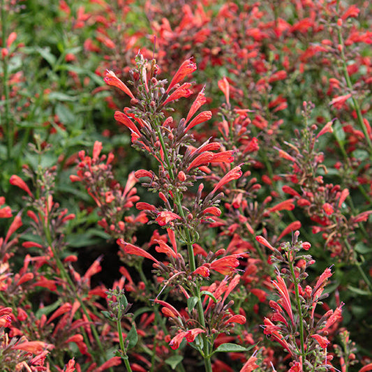 Agastache Hyssop Sunrise Red