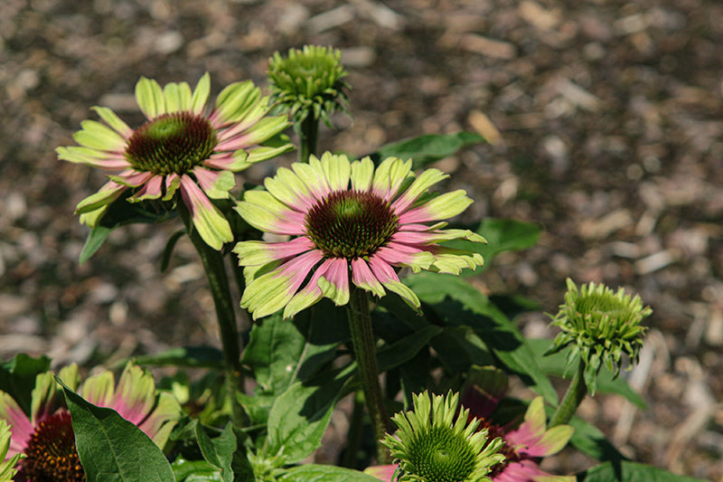 Echinacea Coneflower Prarie Blaze Vintage Lime