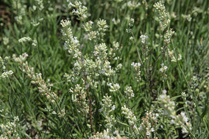 Lavandula Lavender Big Time White