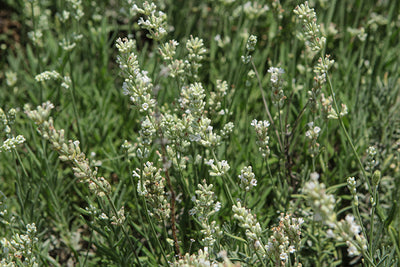 Lavandula Lavender Big Time White