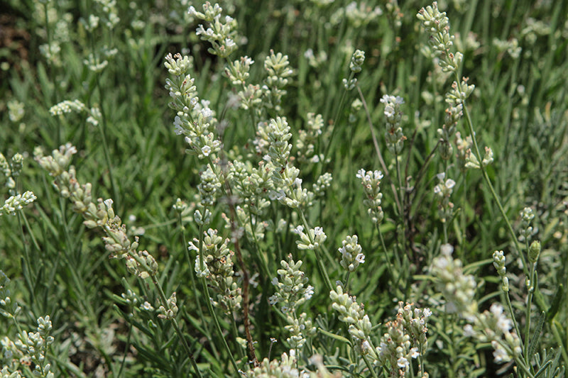 Lavandula Lavender Big Time White