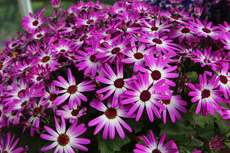 Pericallis Senetti Magenta Bicolor - 8" Planter
