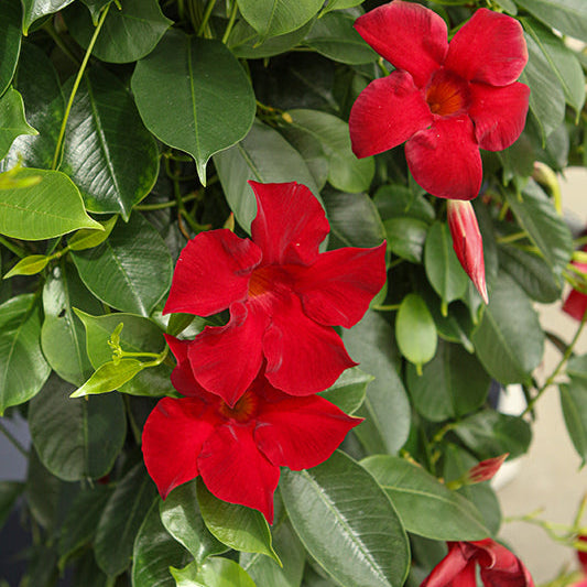 Dipladenia Madinia Maximo Red - 9" Trellis Planter
