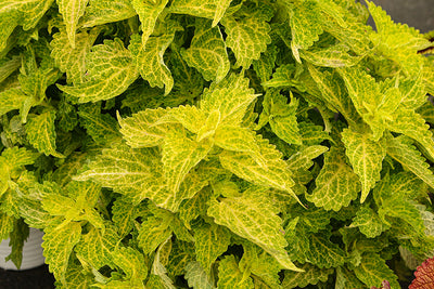 Coleus River Walk - 4.33" Premium Annual