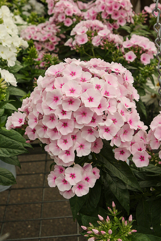 Phlox Garden Phlox Flame Pro Baby Doll