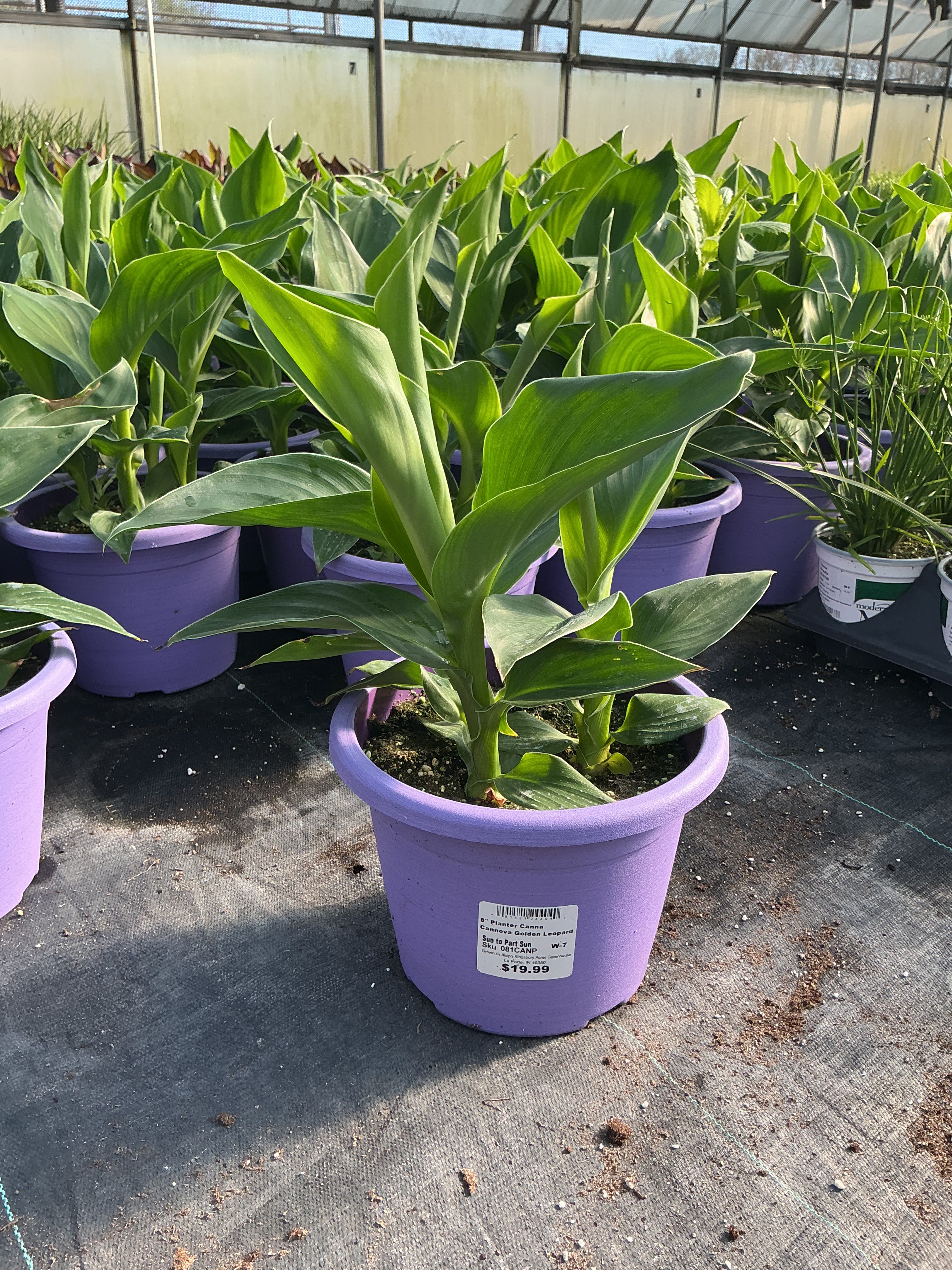 Canna Cannova Golden Leopard - 8" Planter