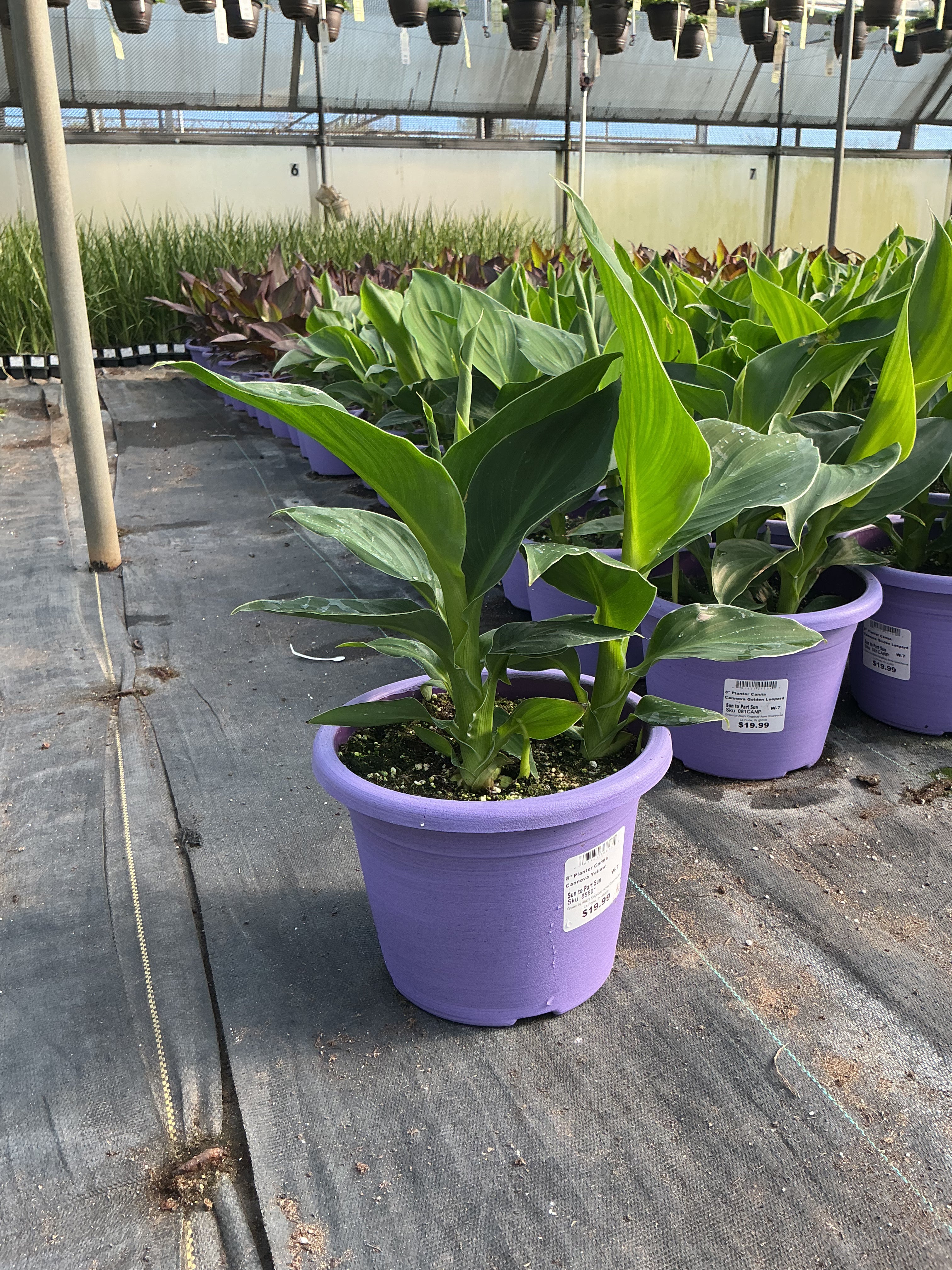 Canna Cannova Yellow - 8" Planter