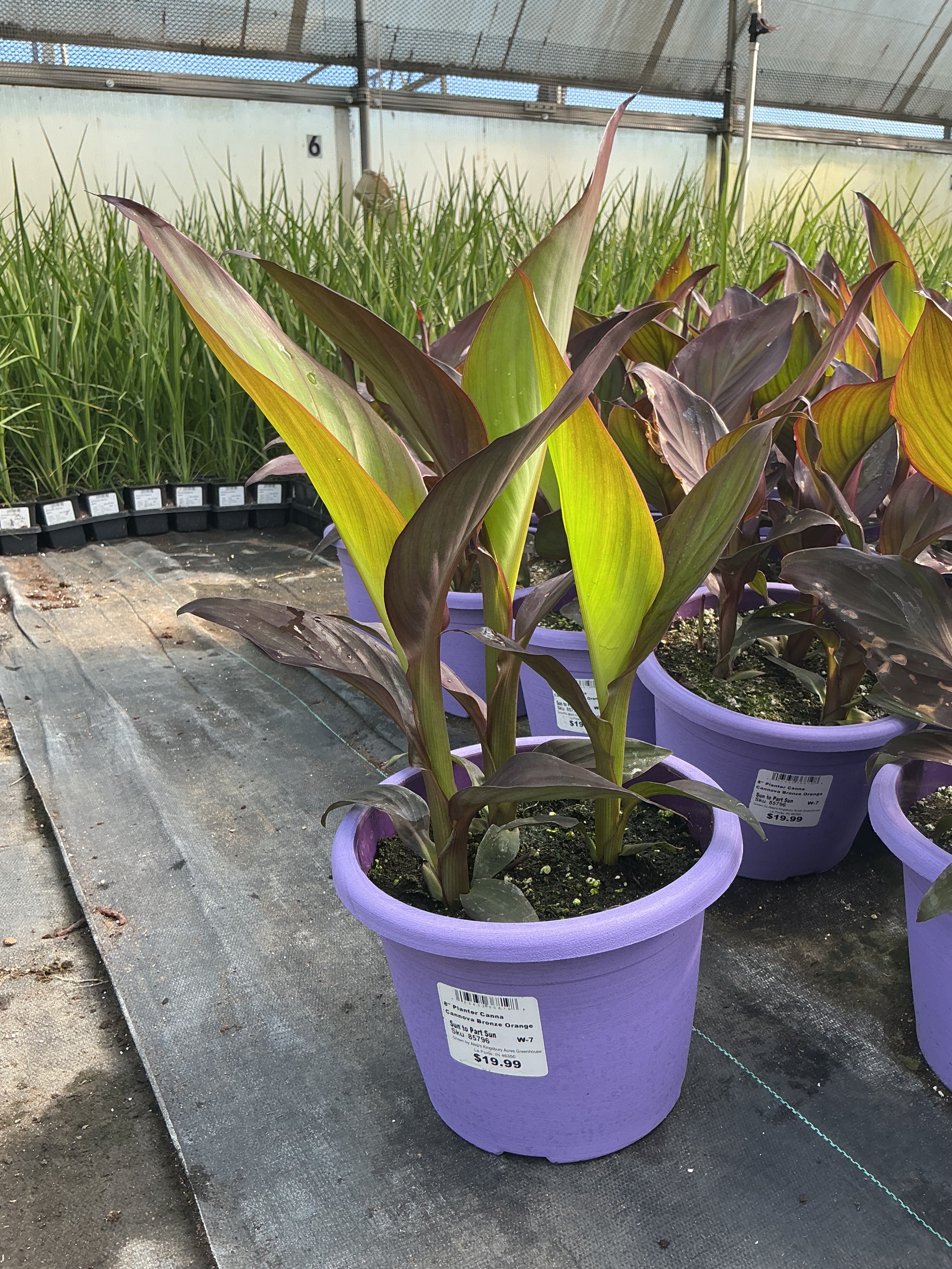 Canna Cannova Bronze Orange - 8" Planter