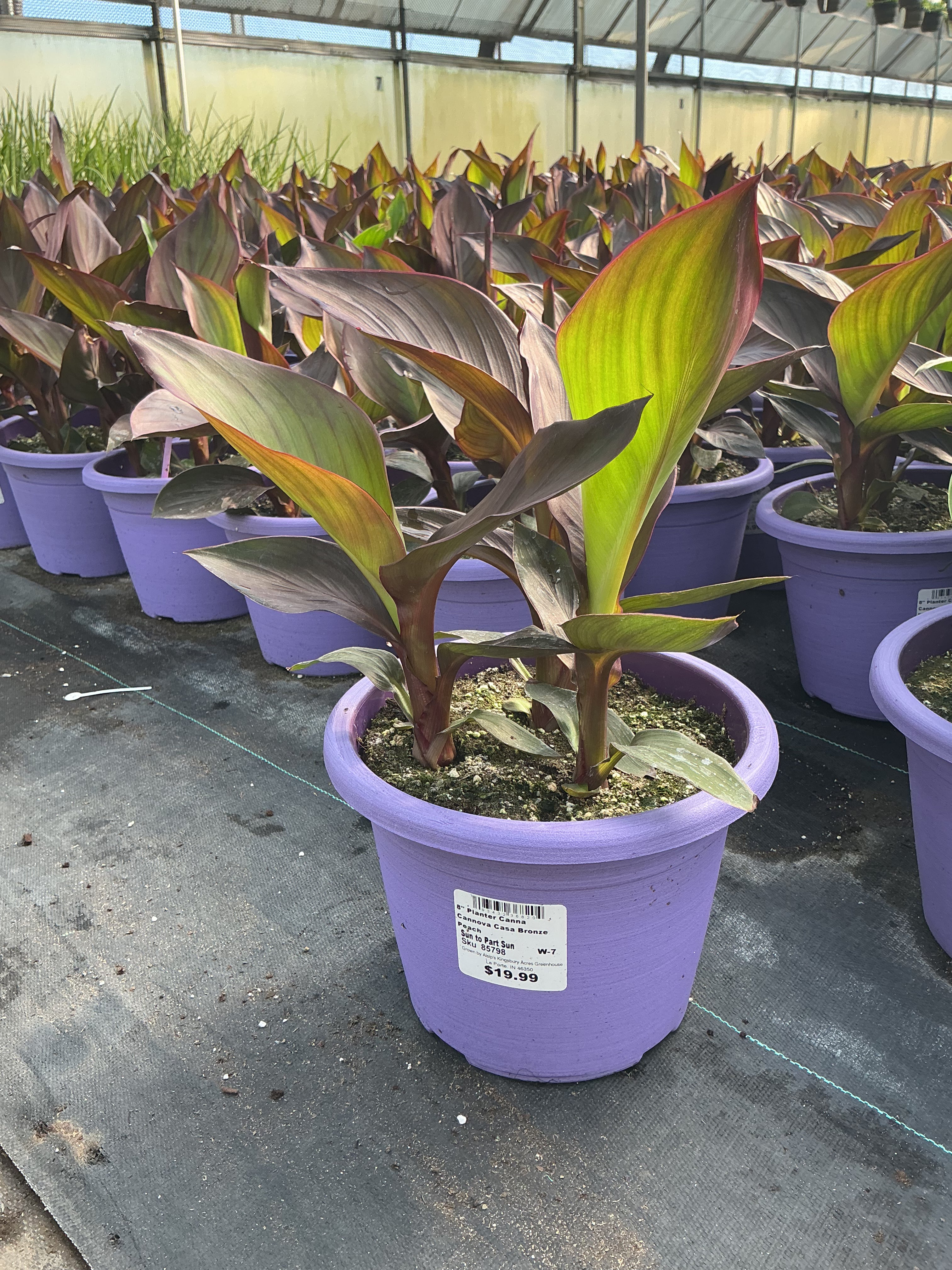 Canna Cannova Casa Bronze Peach - 8" Planter