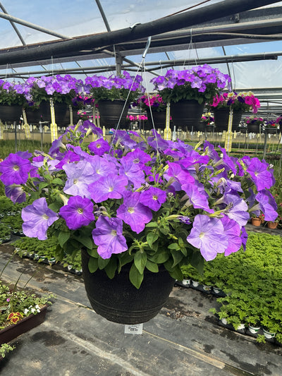 Petunia Easy Wave Lavender Sky Blue - 11" Hanging Basket