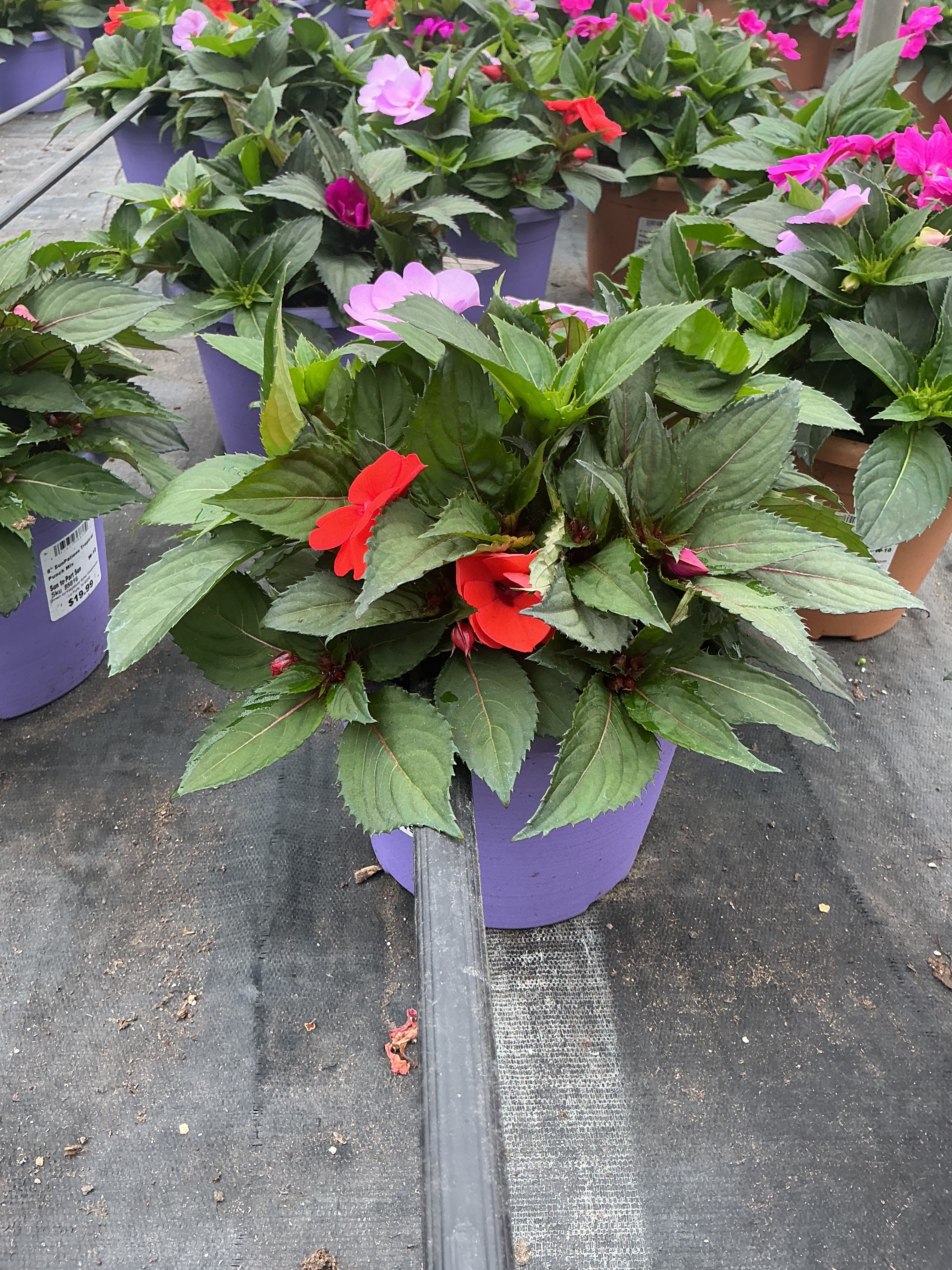 SunPatiens Tropical Punch Mix - 8" Planter