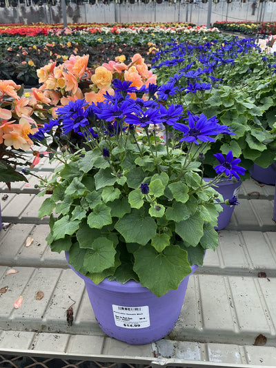 Pericallis Senetti Blue Bicolor - 8" Planter