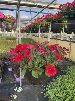 Petunia Easy Wave Red - 11" Hanging Basket