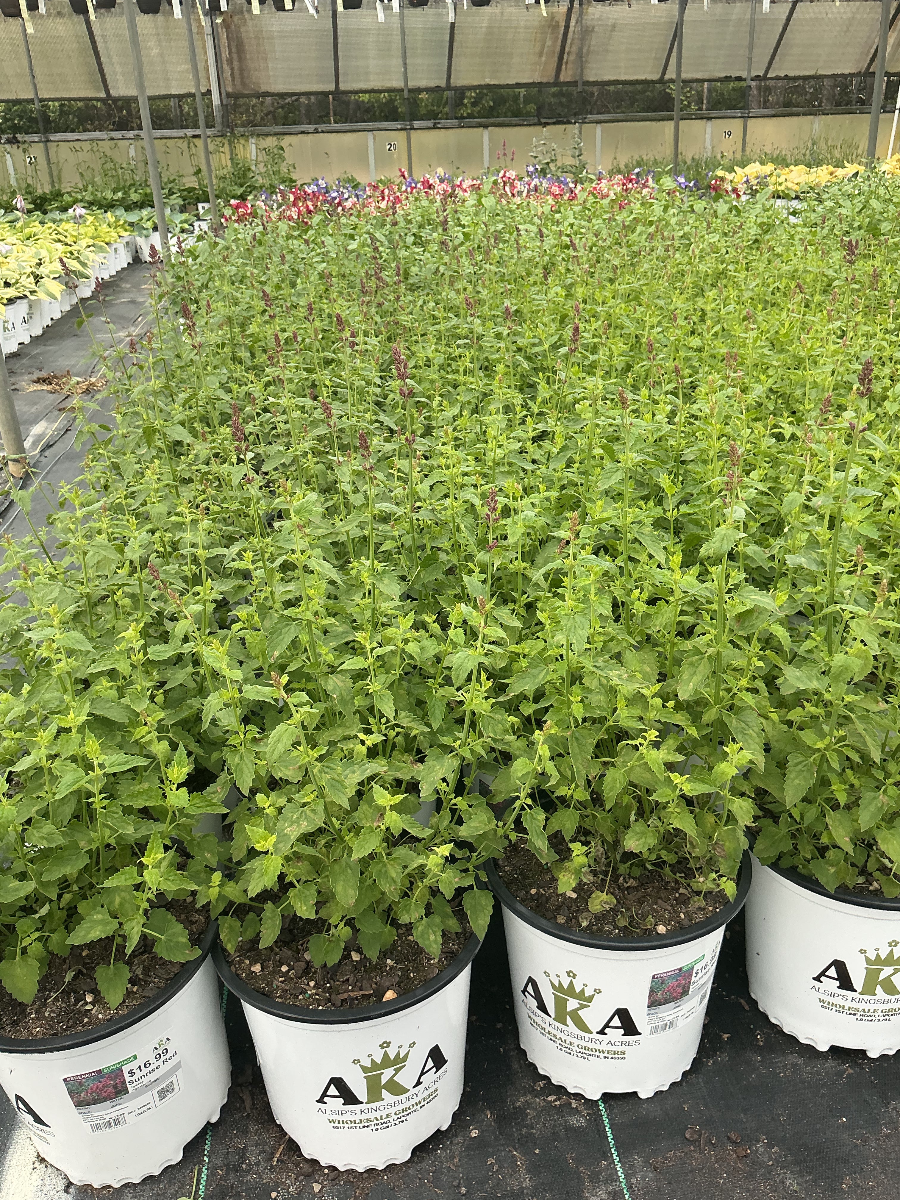 Agastache Hyssop Sunrise Red