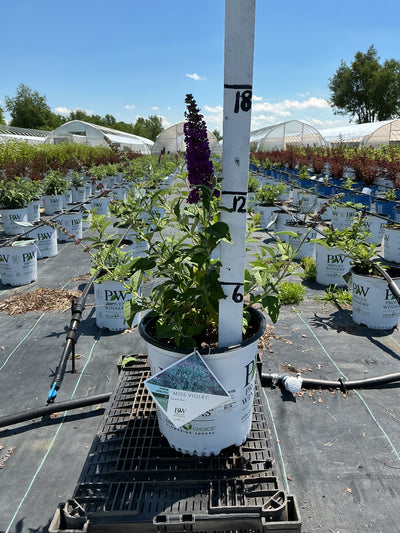 Buddleia Miss Violet