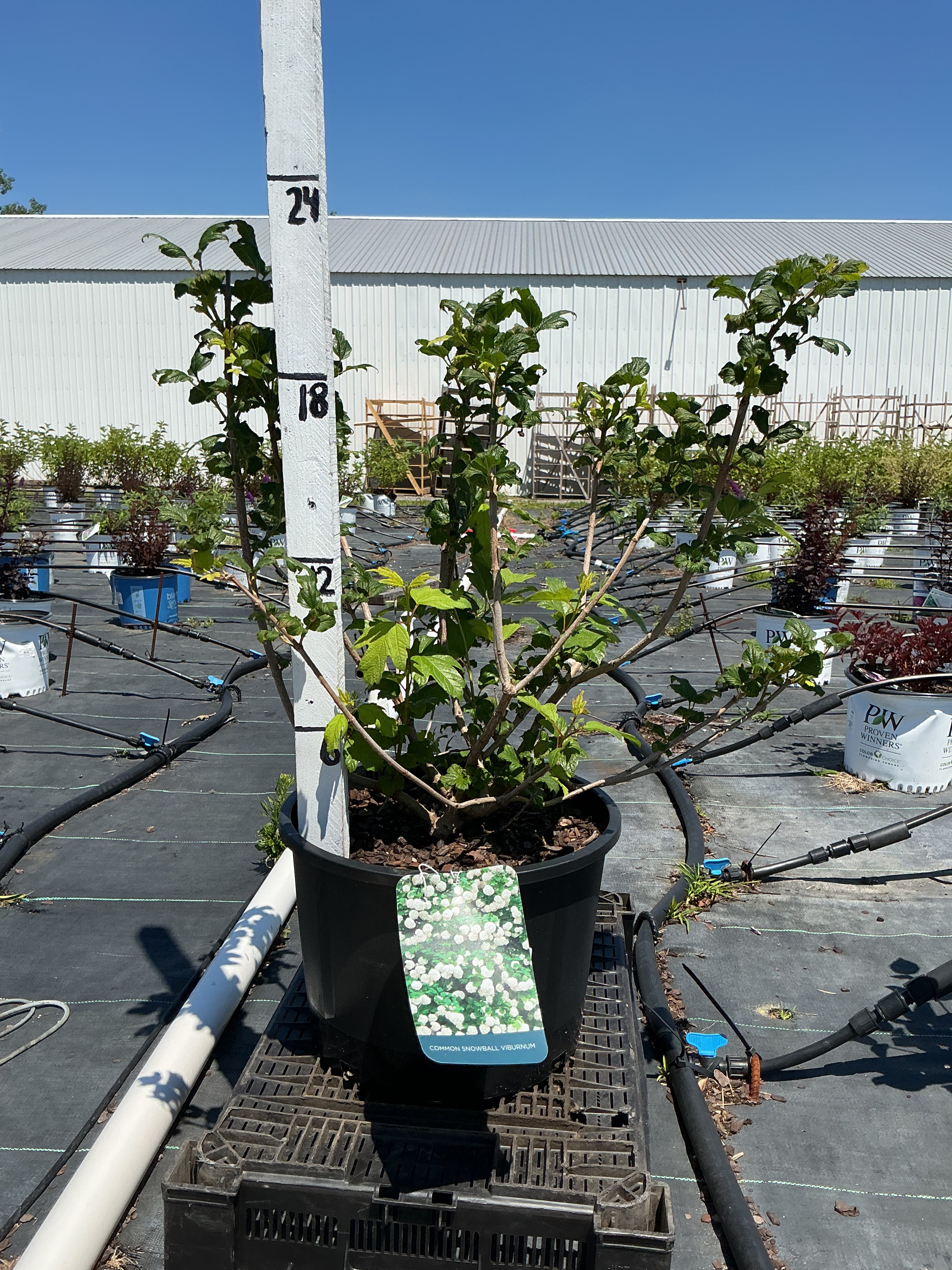 Viburnum Snowball