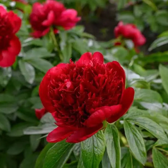 Paeonia Peony Red Charm