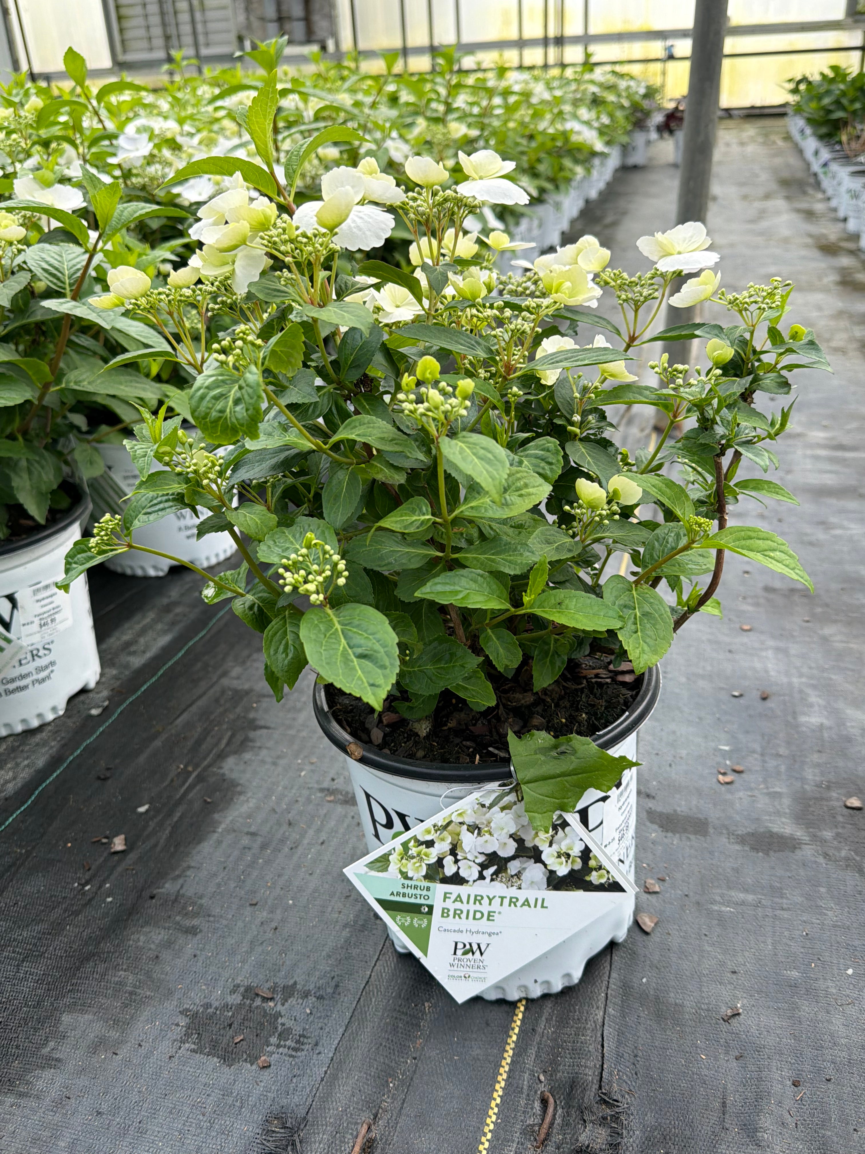 Hydrangea Cascade Fairytrail Bride
