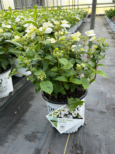 Hydrangea Cascade Fairytrail Bride