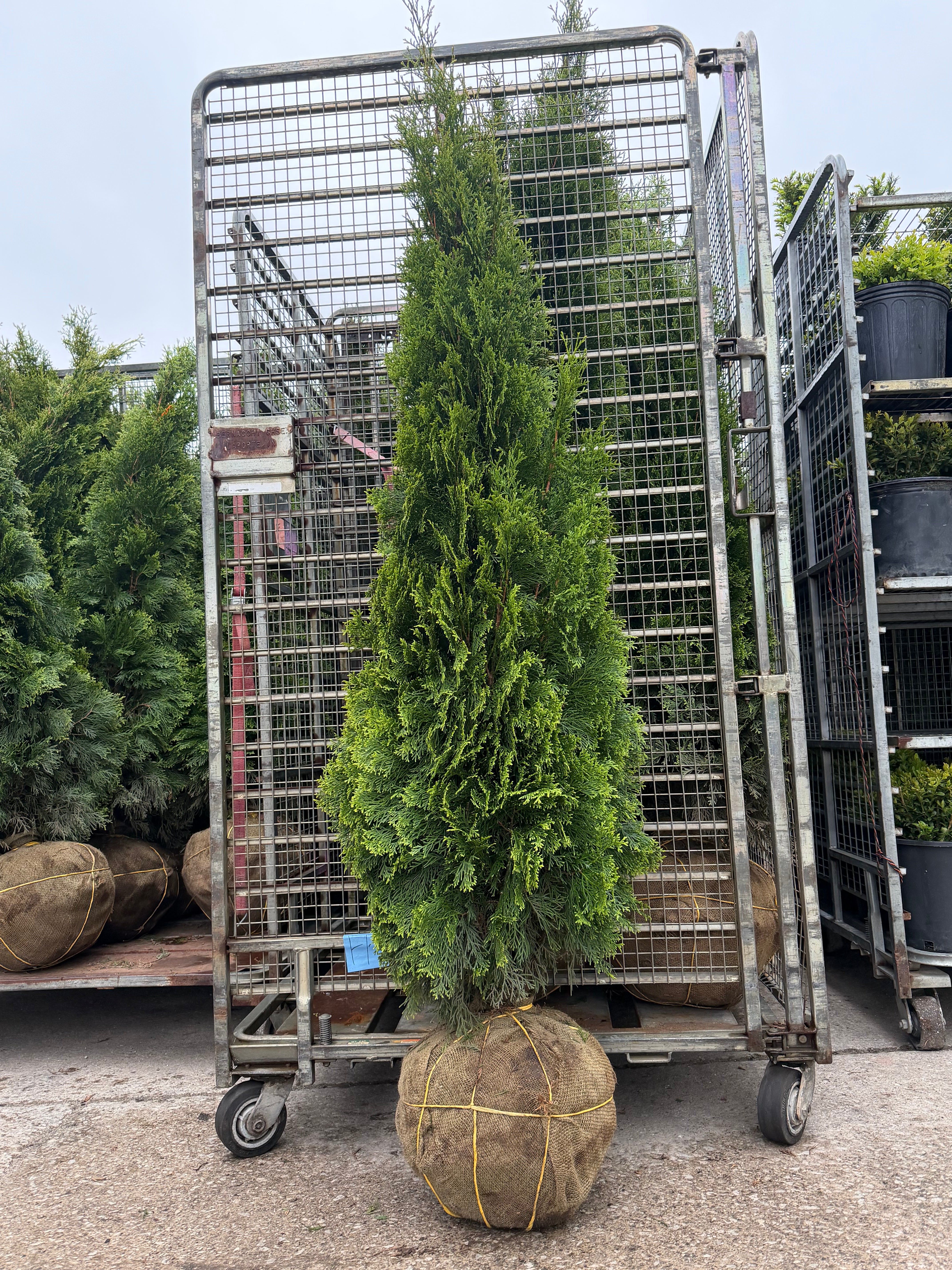 B&B Arborvitae Emerald Green 5-6'