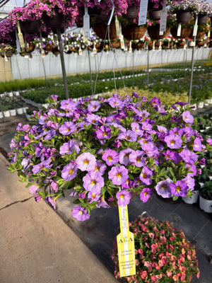 Calibrachoa Cha-Cha Diva Lavender - 11" Hanging Basket