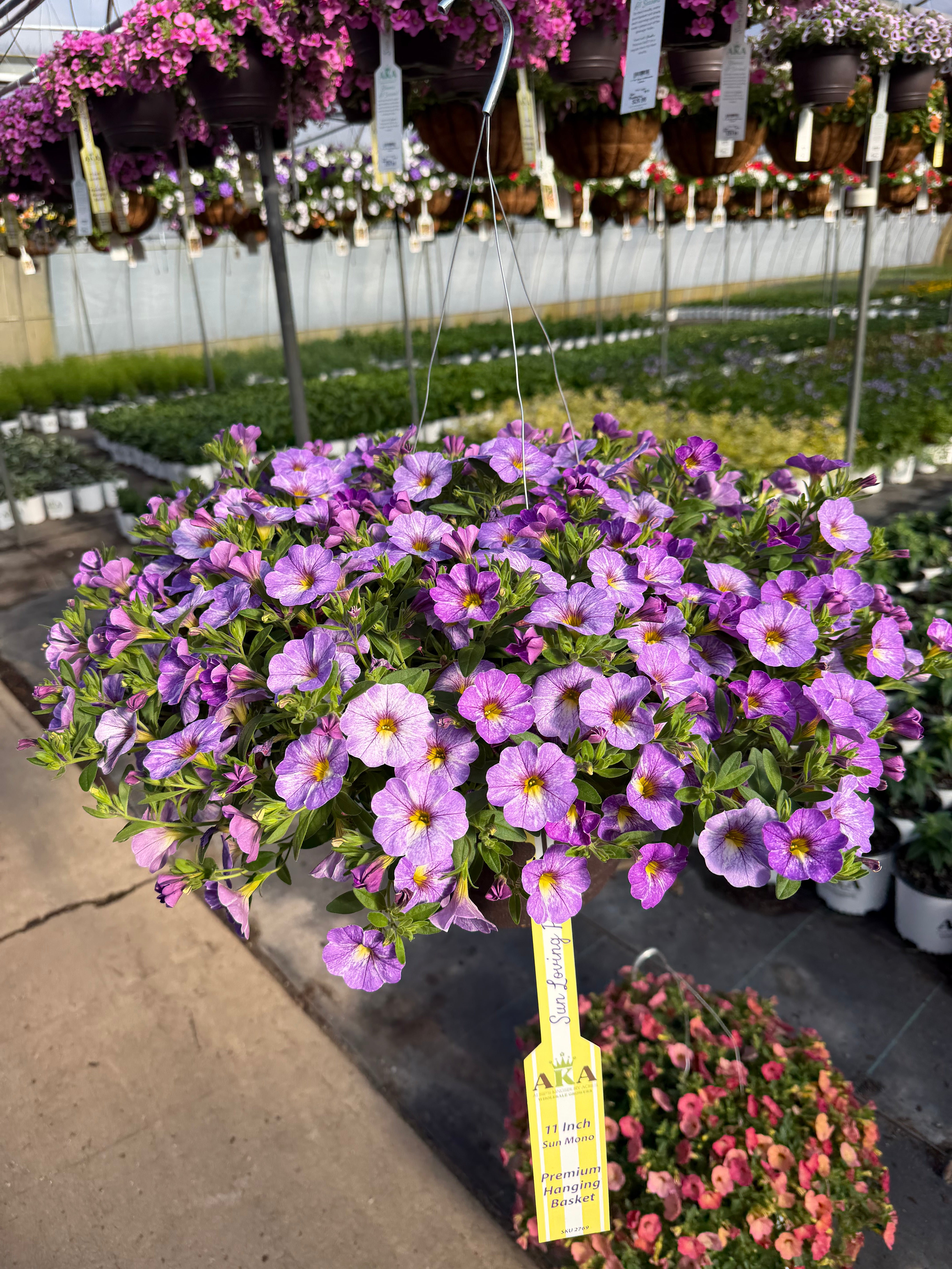 Calibrachoa Cha-Cha Diva Lavender - 11" Hanging Basket