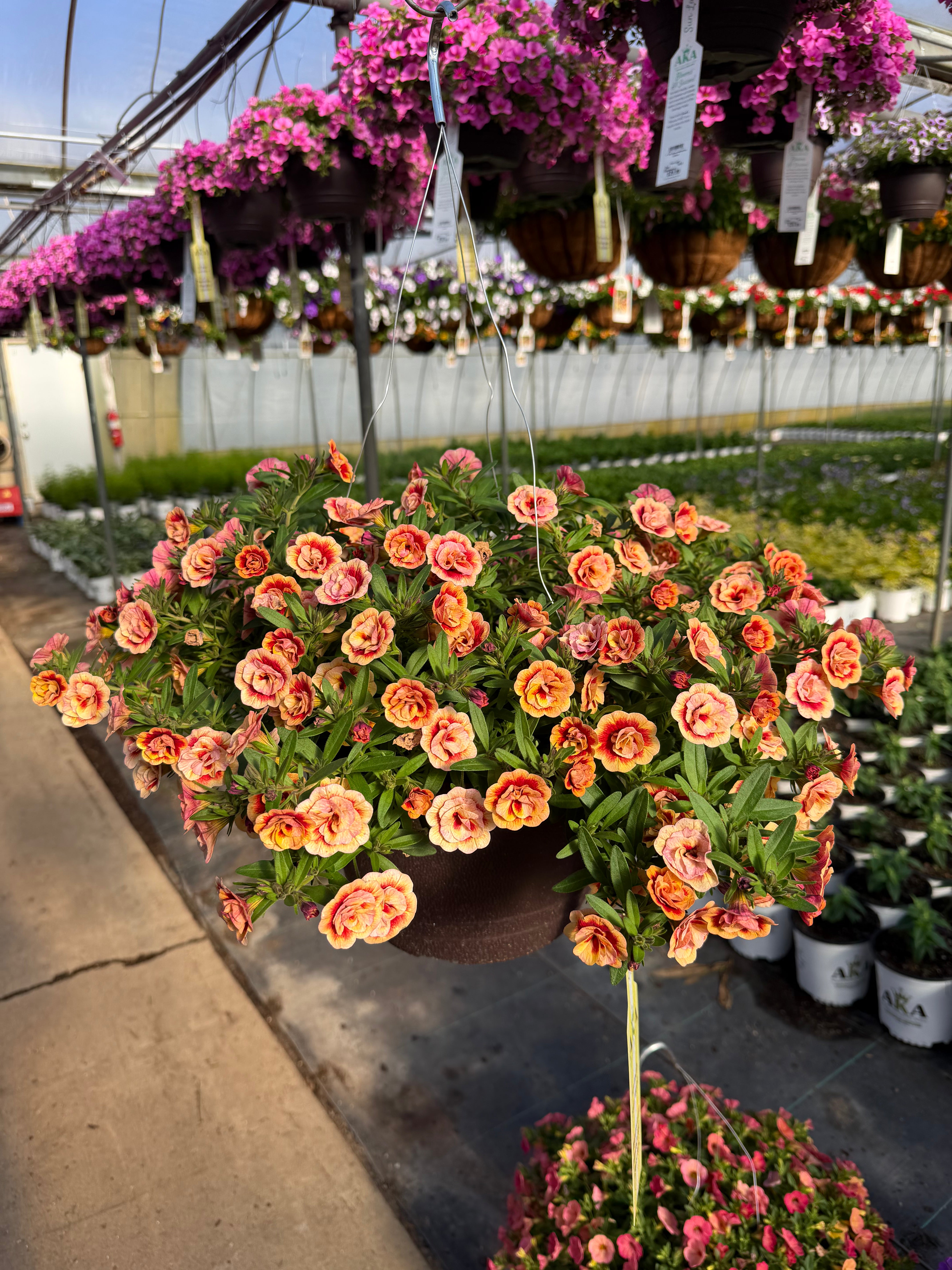 Calibrachoa MiniFamous Neo Double Orangetastic - 11" Hanging Basket