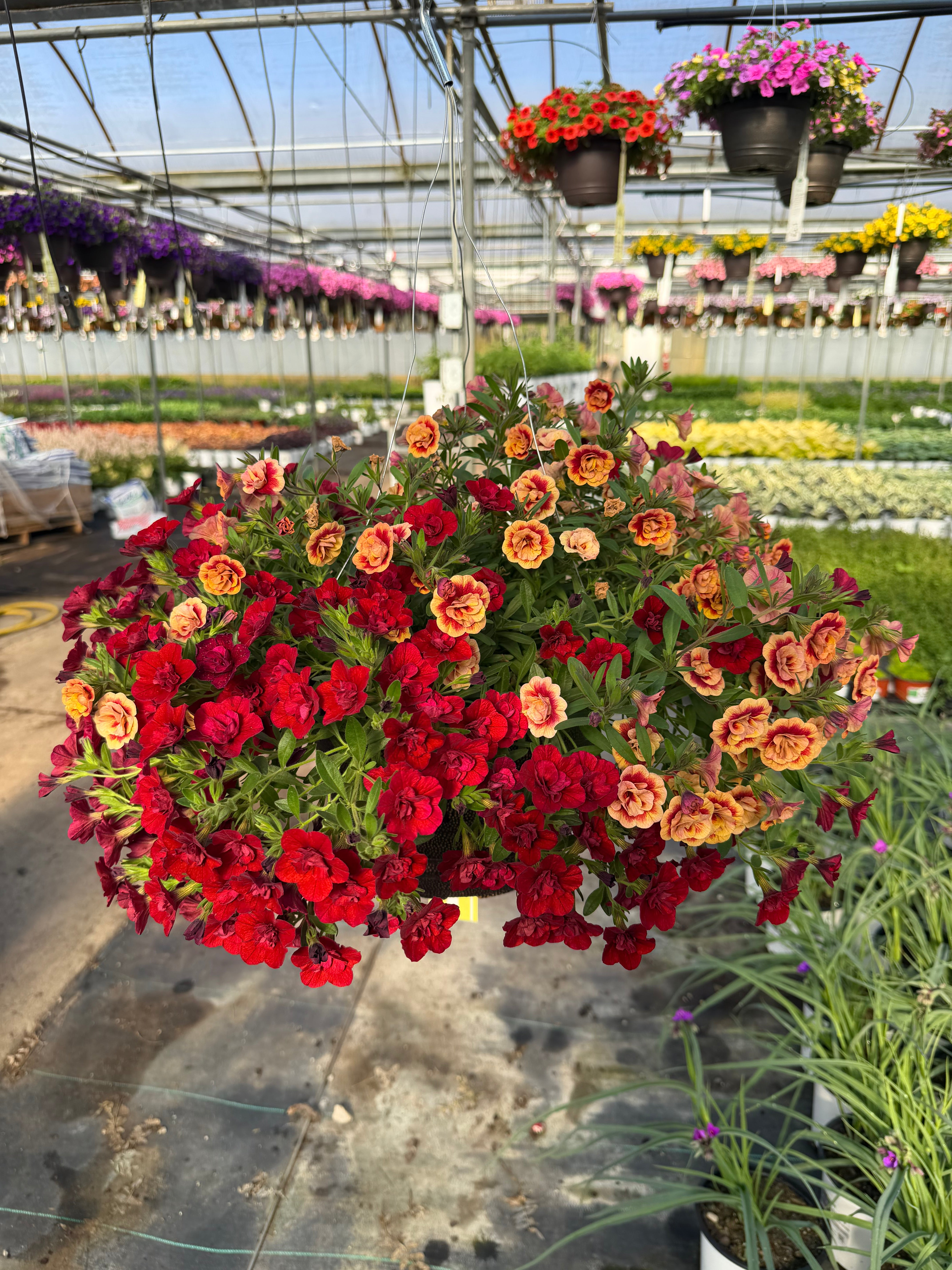 215 Calibrachoa Double the Heat - 11" Hanging Basket