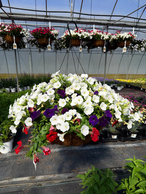 Main Street USA - 18" Coco Hanging Basket