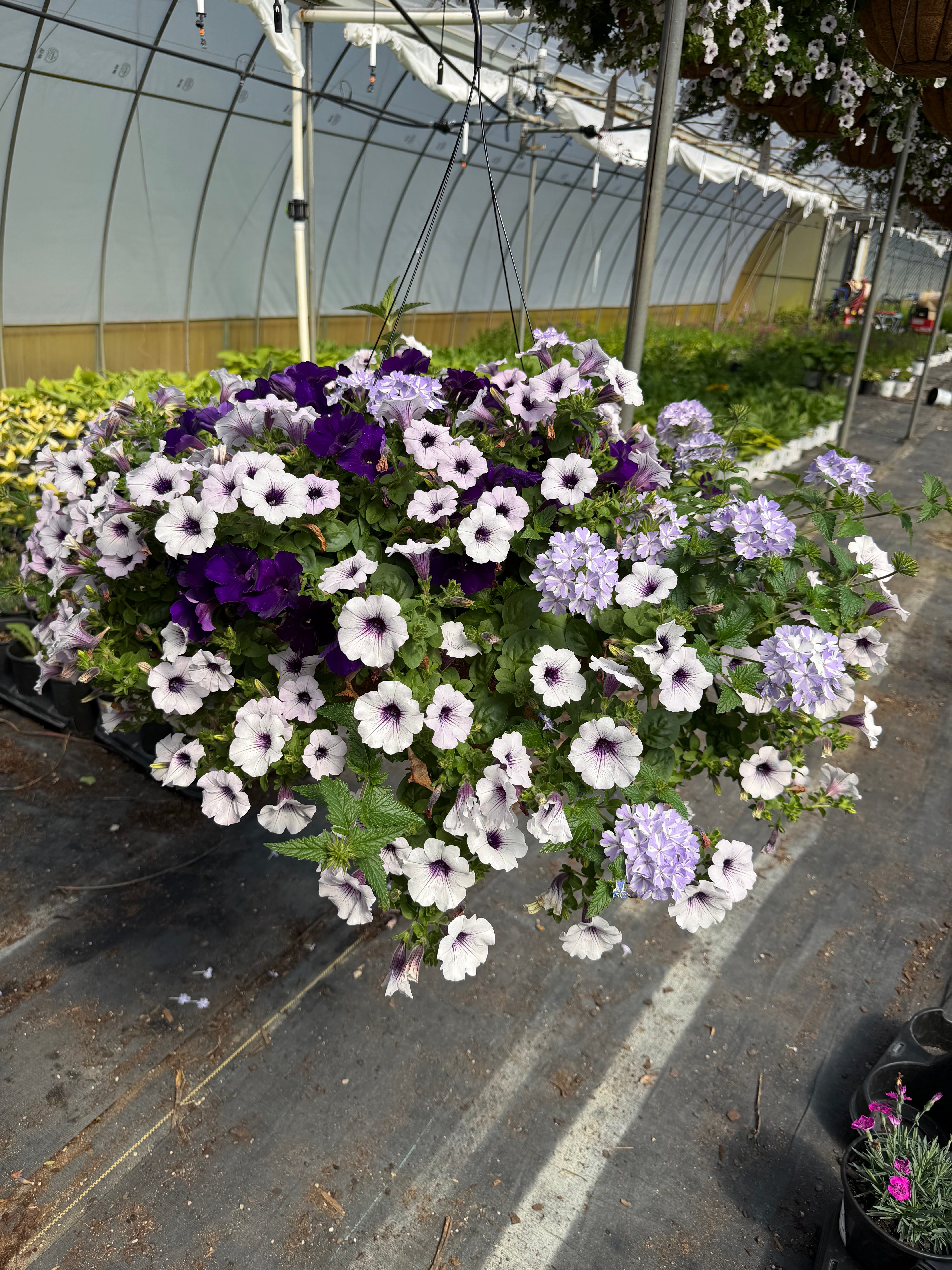 Do You Lilac It - 18" Coco Hanging Basket