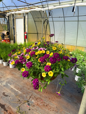 New Orleans - 18" Coco Hanging Basket