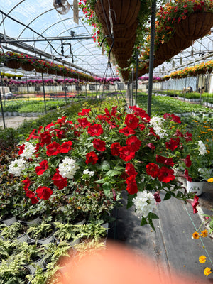 Freedom - 18" Coco Hanging Basket