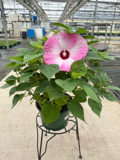 Luna Pink Swirl Hardy Hibiscus - 9" Perennials