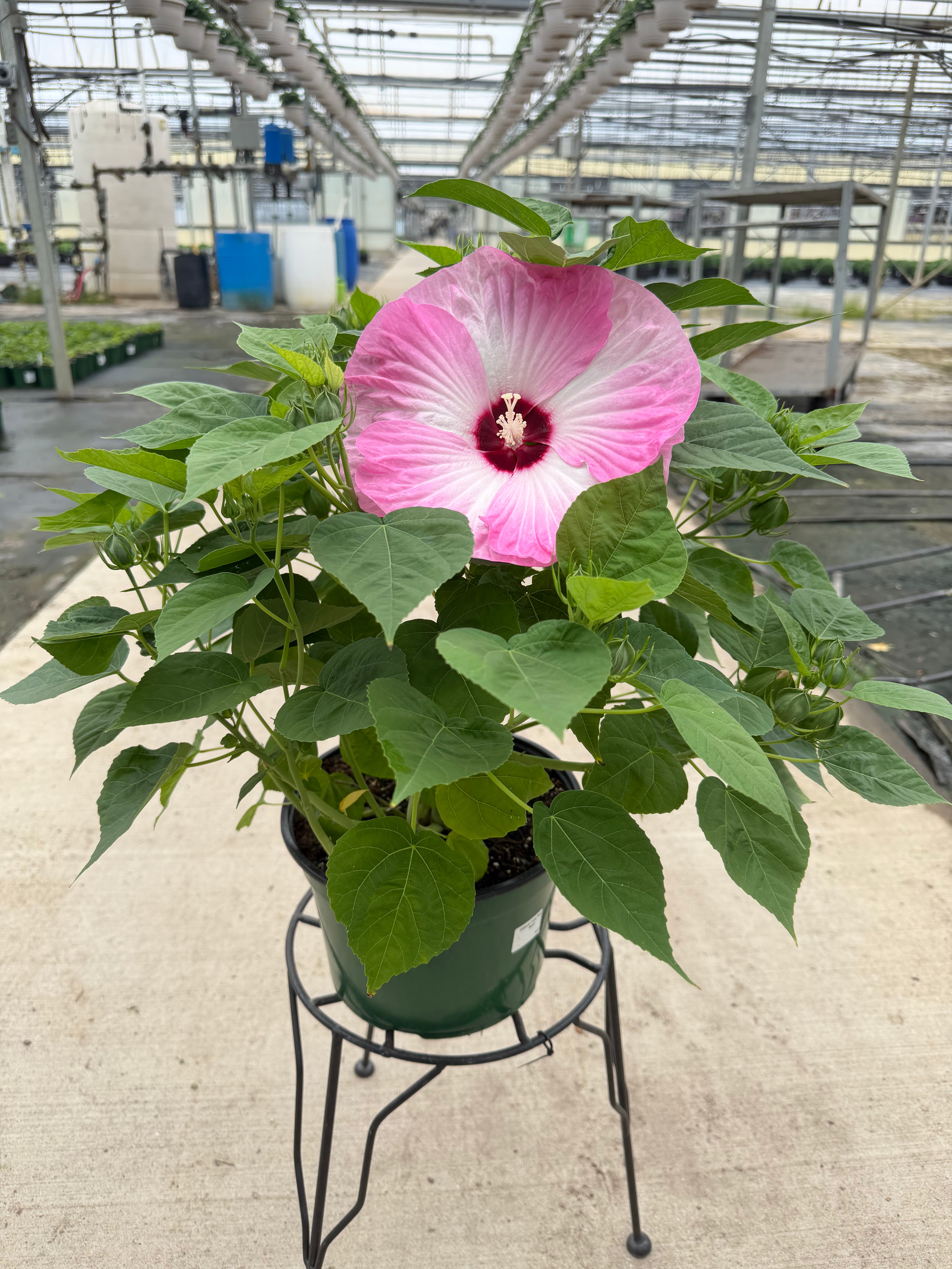 Luna Pink Swirl Hardy Hibiscus - 9" Perennials