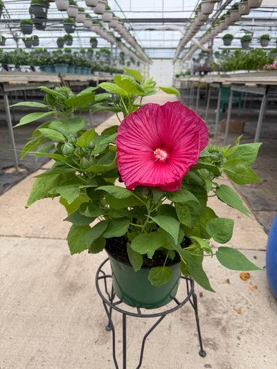 Luna Red Hardy Hibiscus - 9" Perennials