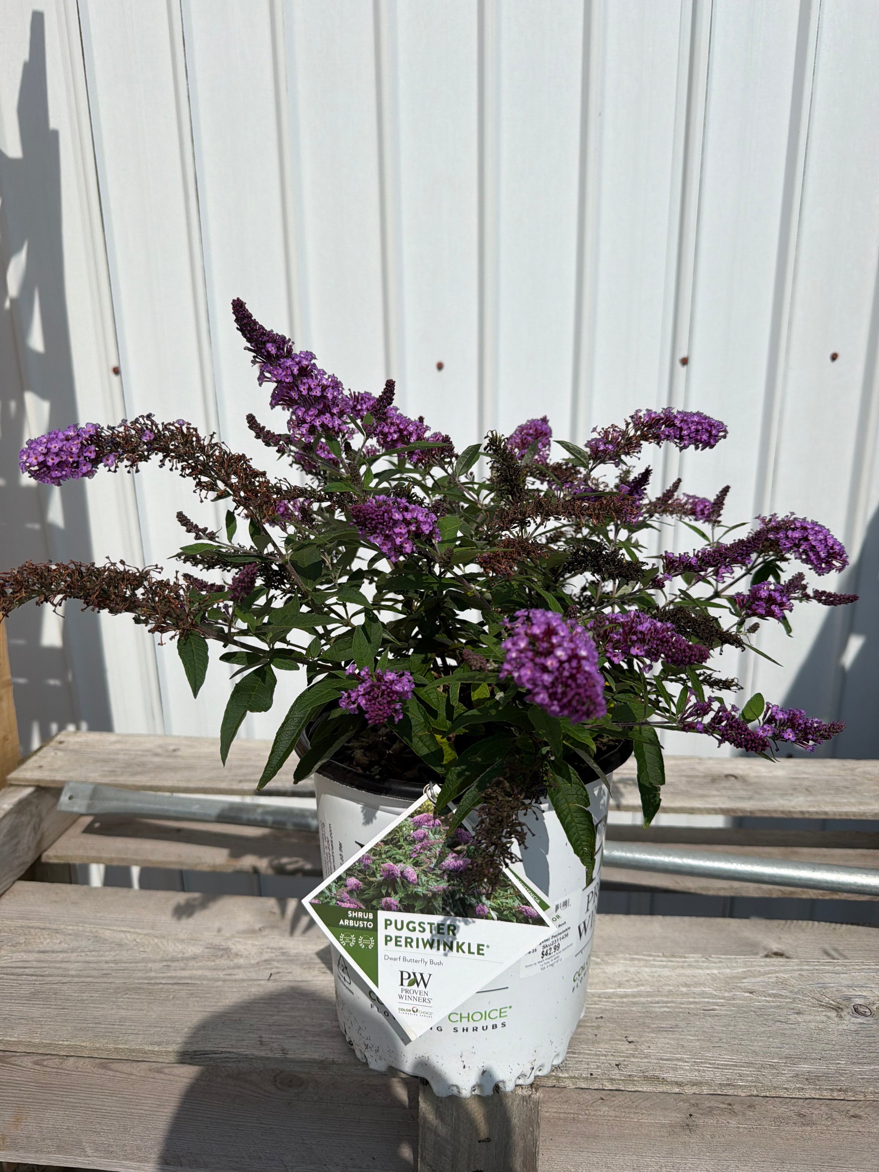 Buddleia Pugster Periwinkle
