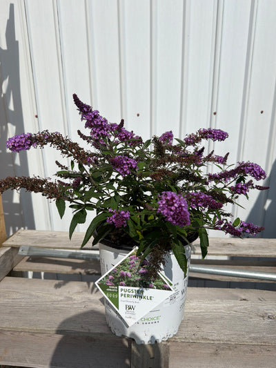 Buddleia Pugster Periwinkle