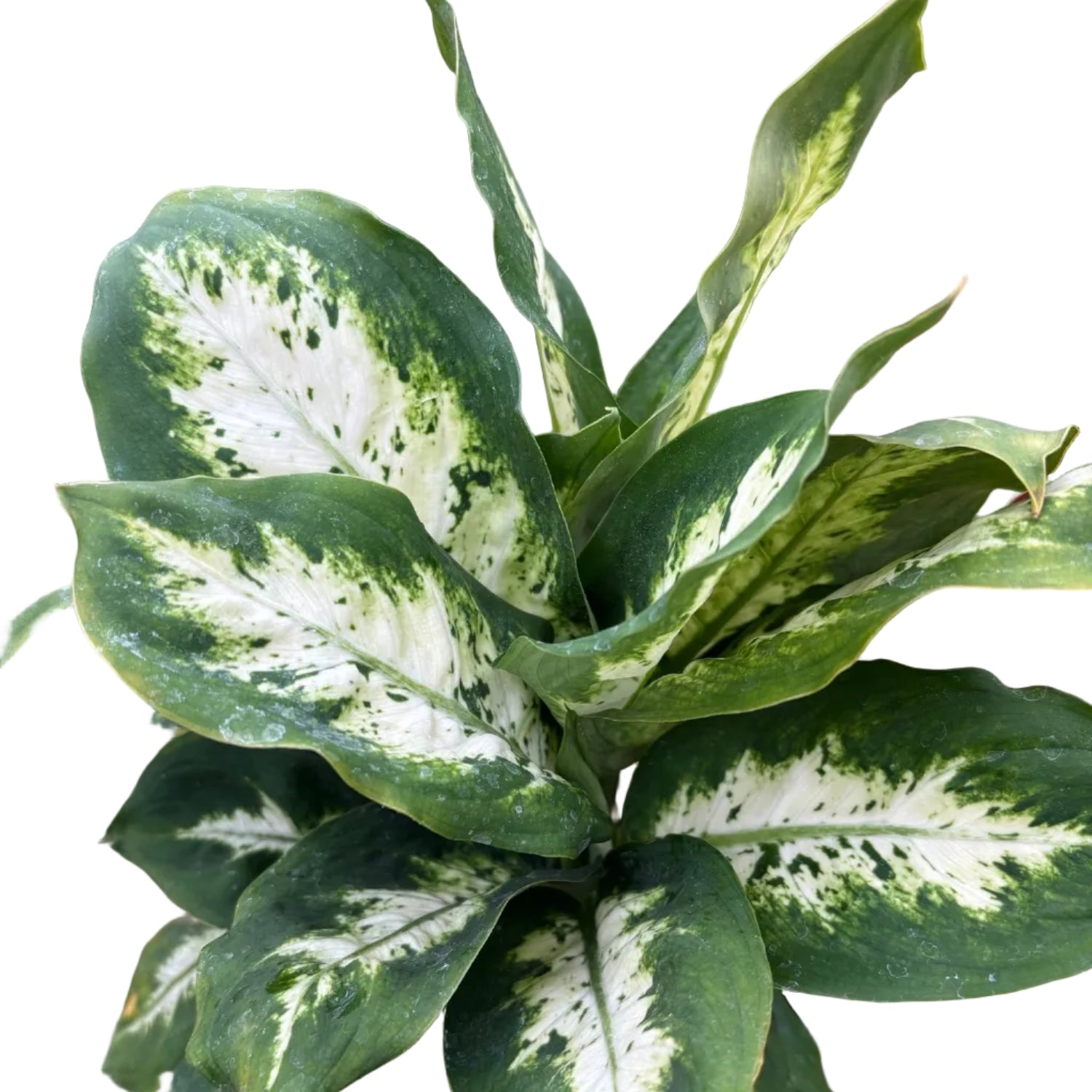 Dieffenbachia Tropic Marianne - Dieffenbachia seguine - 4" Pot