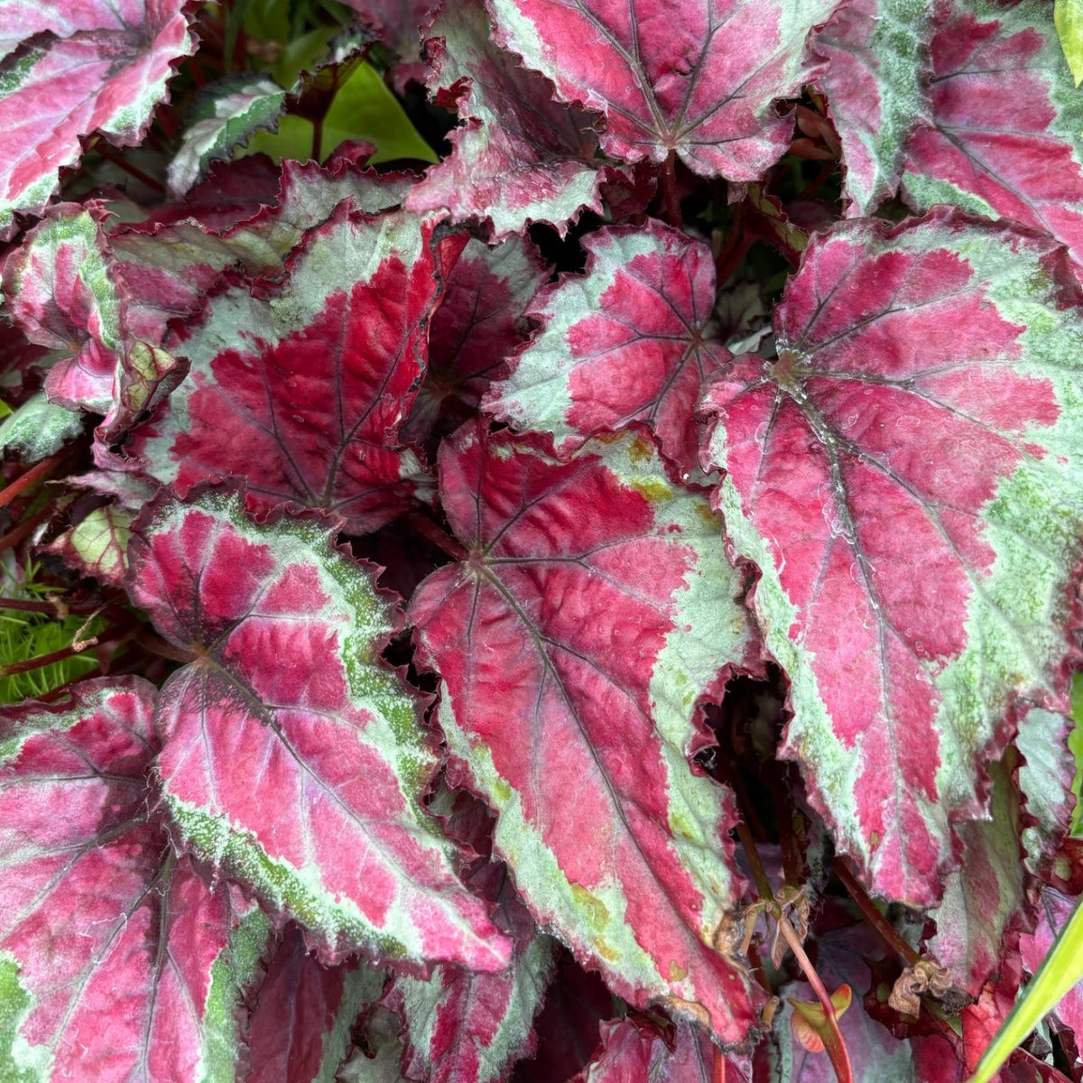 Fireworks Begonia - Begonia rex 'kotobuki' - 4" Pot