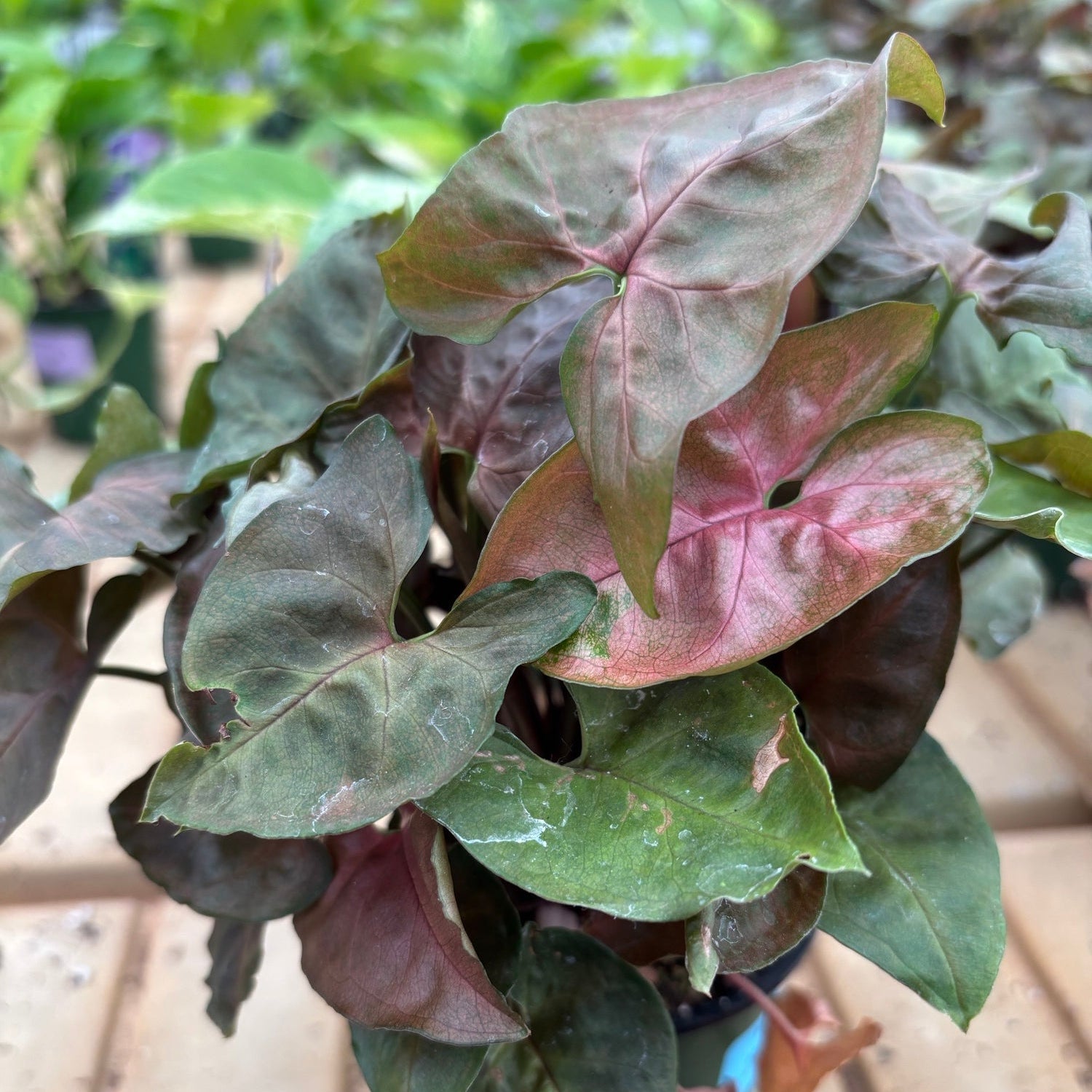 Syngonium Allusion Maria - syngonium podophyllum - 4" Pot