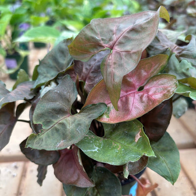 Syngonium Allusion Maria - syngonium podophyllum - 4" Pot