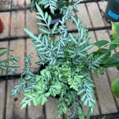Silver Lace Fern - Pteris ensiformis 'Evergemiensis' - 4" Pot