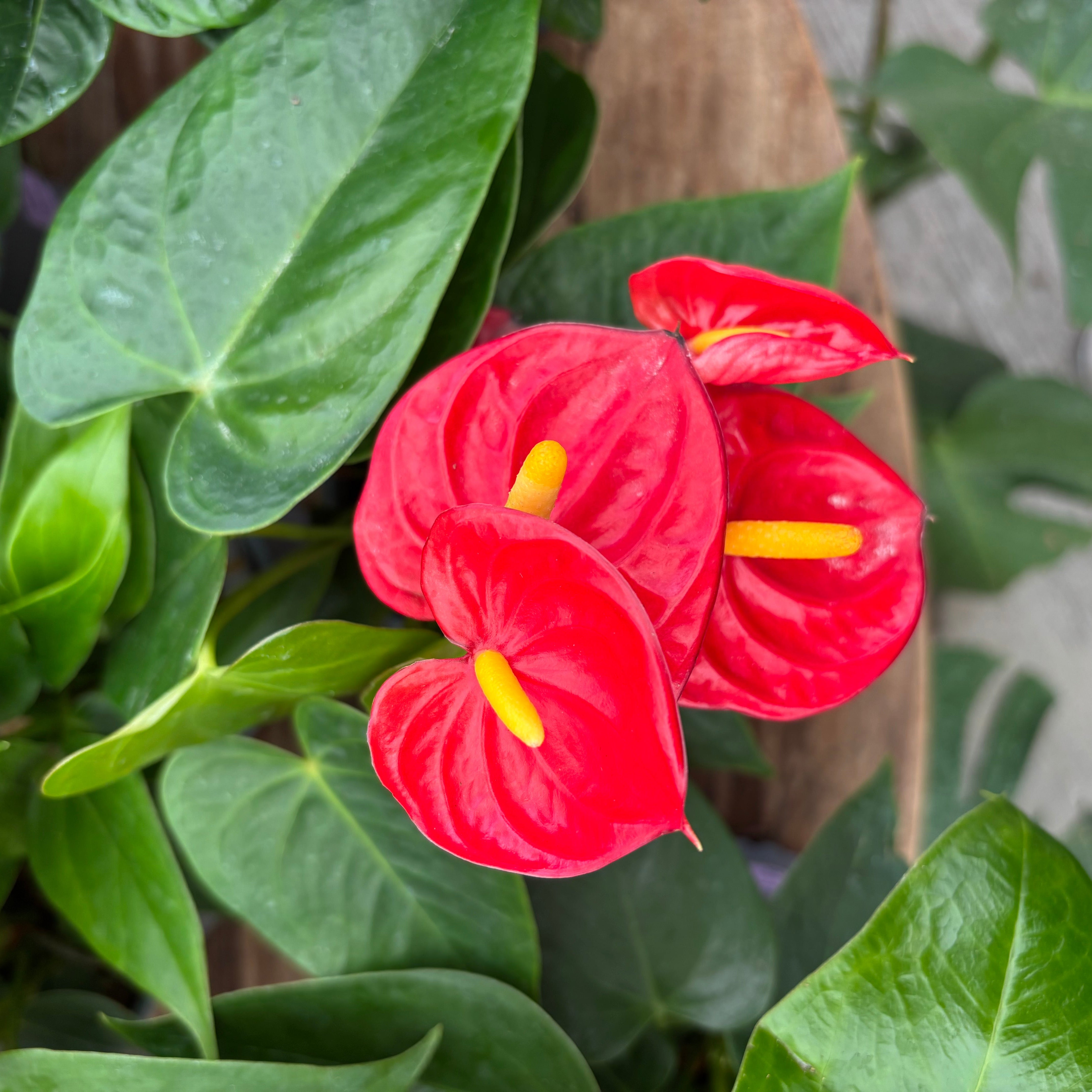 Anthurium Red Heart - Anthurium andraeanum - 4" Pot