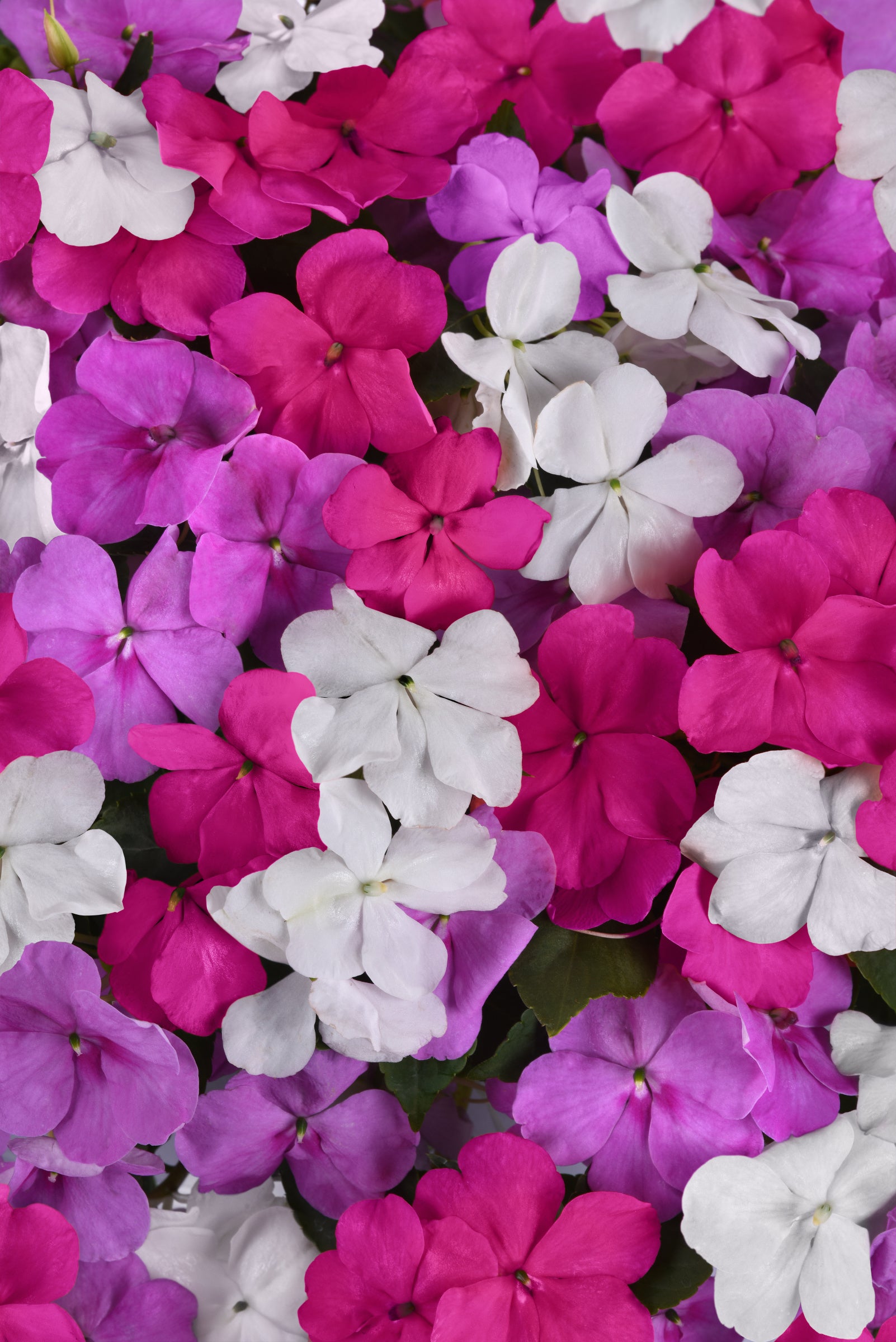 Impatiens Beacon Mix Chicago - Flower Pouch