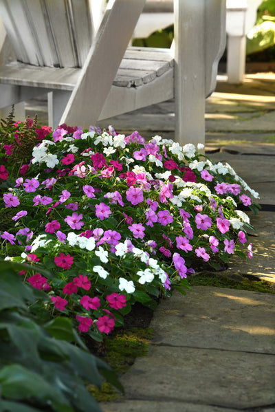 Impatiens Beacon Chicago Mix - 4 Pack Annual